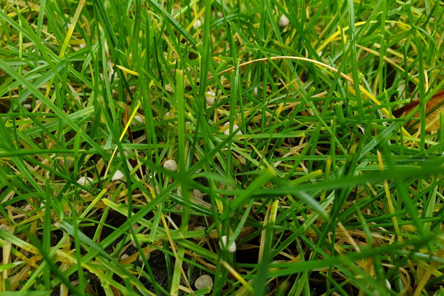 Schelfhout Graszoden Kalk Strooien Gras Schelfhout Graszoden Onderhoud